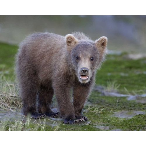 AK, Lake Clark NP Brown bear spring cub